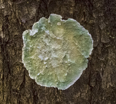 ..nice ridged Crustose Lichen..