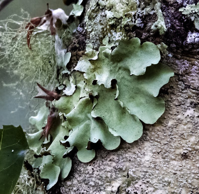 large leaf Foliose Lichen