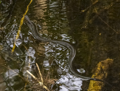 Southern Watersnake -Florida-