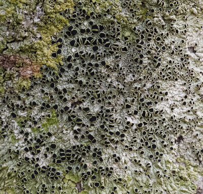 Crustose Lichen with large apothecium and various thallus colors