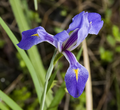 wild  Blue Iris