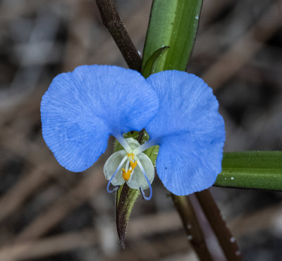Blue Asiatic Dayflower  ..edible..