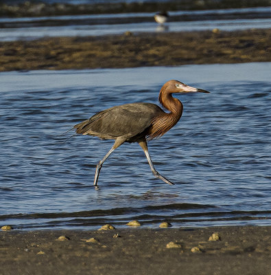 Red Egret  ..at the beach..