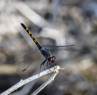 Common Sanddragon -female-