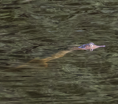 large Soft-shelled turtle -Trionychid-