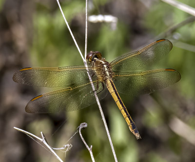 Yellow Needham skimmer -Libellula needhami-