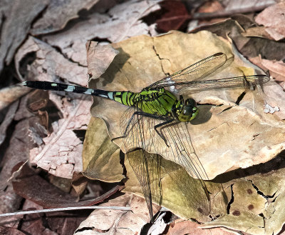 Long Skimmer -Orthetrum trinacria- female