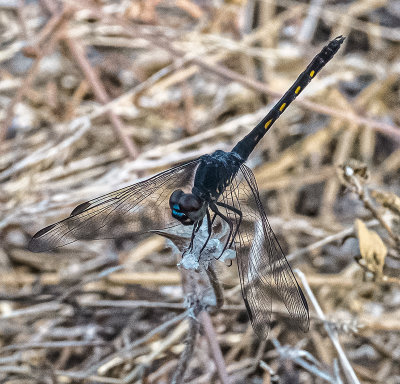 Seaside Dragonlet -Erythrodiplax berenice-