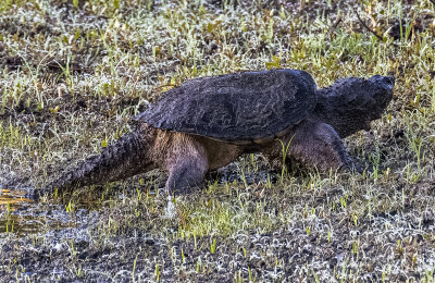 ..large Florida snapping turtle..