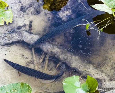 ..a pair of Gar fish in a nest..