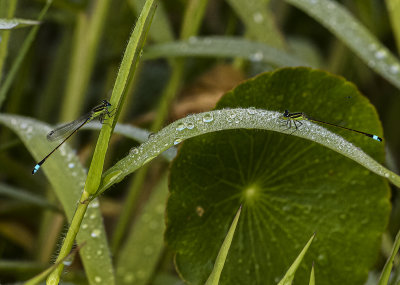 pair of Green, black and blue Damselfly -Ischnura ramburii-