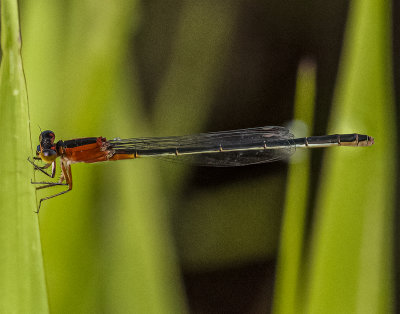 Orange Damselfly -Ischnur- female