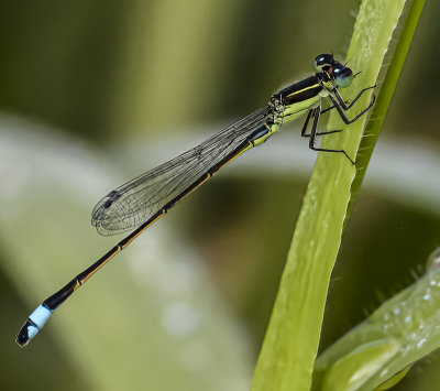 Green and blue Damselfly -Ischnura-