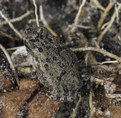small Florida Gopher frog -Rana capito-