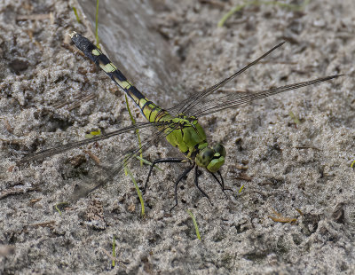 Green Eastern Pondhawk -female-