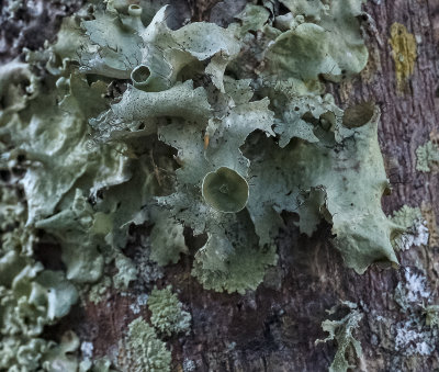 leafy foliose Lichen with large lecanora apothecia