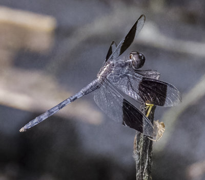 Band-winged Dragonlet .male.