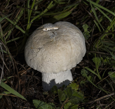 g12/38/1237738/3/172601759.w0HNkRMc.jpg