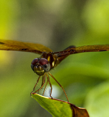 Eastern Amberwing male -Perithemis tenera-
