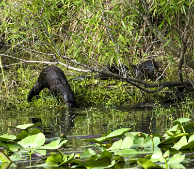Three Florida Otters in a pond