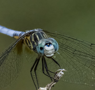 Blue Dasher male -Pachydiplax longipennis-