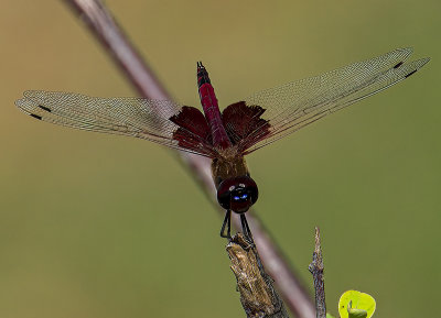 Red Saddlebags male -Tramea onusta-