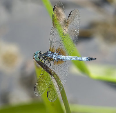 Blue Dasher -Pachydiplax longipennis-