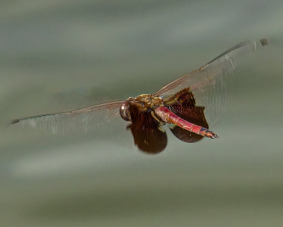 Red Saddlebag in flight male