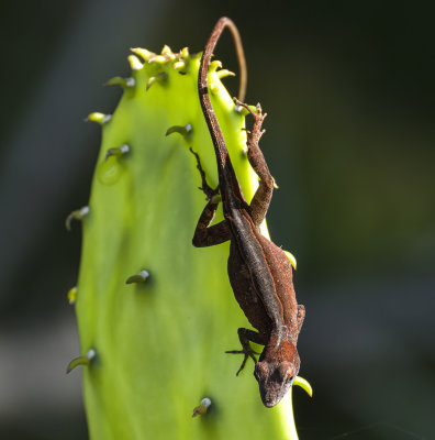 Red Chili Pepper anole