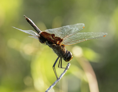 Red Saddlebags dragonfly -male-