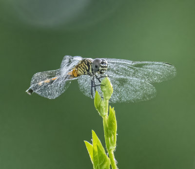 Seaside dragonlet -Erythrodiplax berenice-