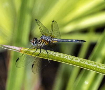 Blue Dasher dragonfly