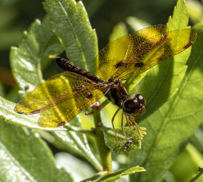 small Eastern Amberwing dragonfly (female)