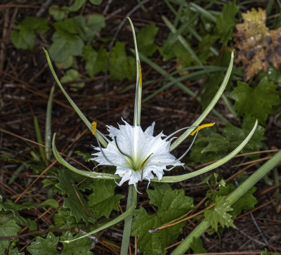 ..wild Spider Lily..