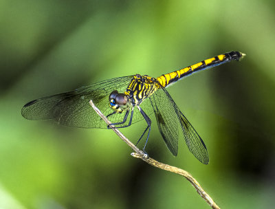 Erythrodiplax berenice -female-