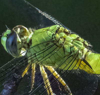 ..complicated independent wing muscles of a Green Pond Hawk dragonfly..