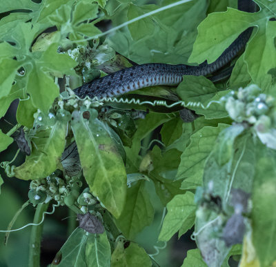 ..very young Black Racer in a bush, with two Stink bugs..