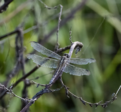 ..badly beaten up dragonfly..