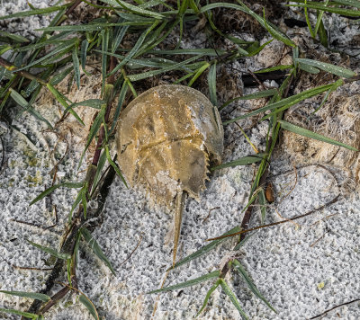 Atlantic Horseshoe crab  -Limulus polyphemus-