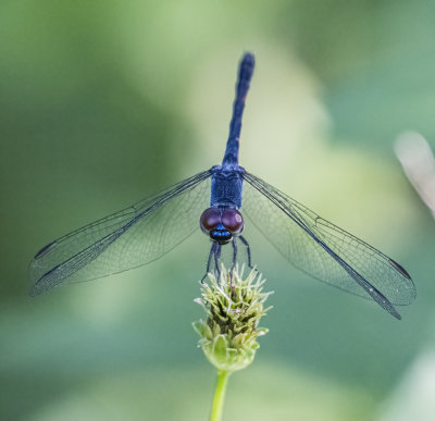 Slaty Skimmer -Libellula incesta-