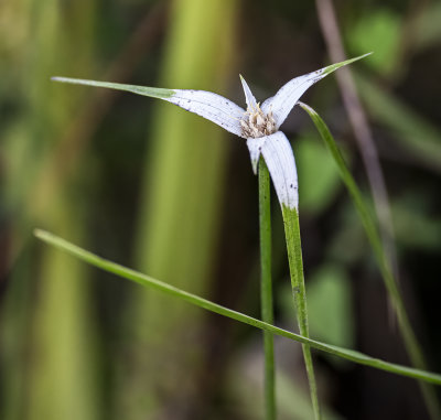 Narrowleaf White topped Sedge  -Rhynchospora colorata-