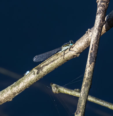 Blue green Damselfly