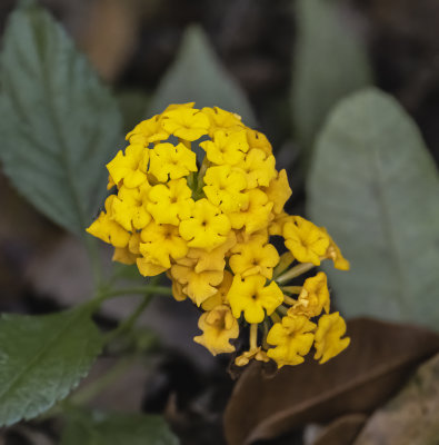 Gold Lantana Camara flower