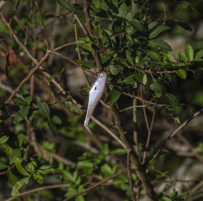 ...tree fishing...