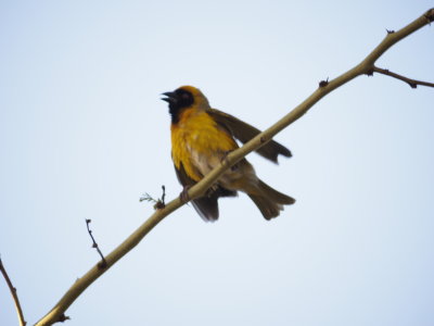 Watching a Weaver Bird Outside Our Johannesburg Quarters