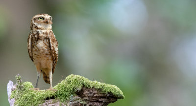 Burrowing owl on a stump
