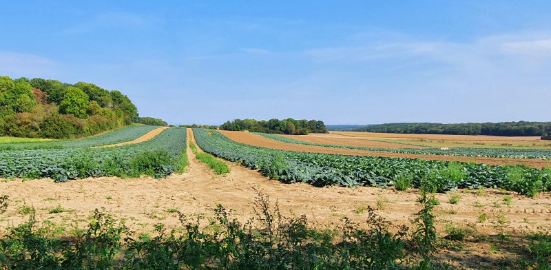 2020-09-20 Gnicourt 12h30.jpg