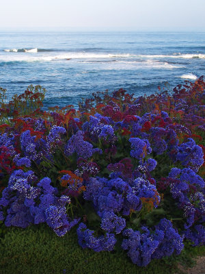 Morning in La Jolla