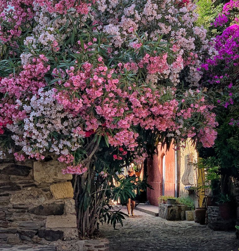 Collioure