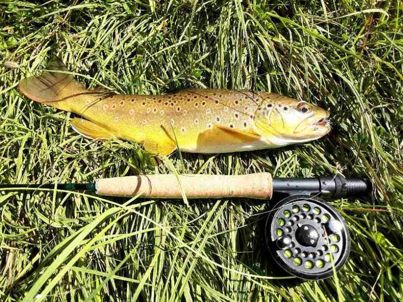 browntrout 1.jpg